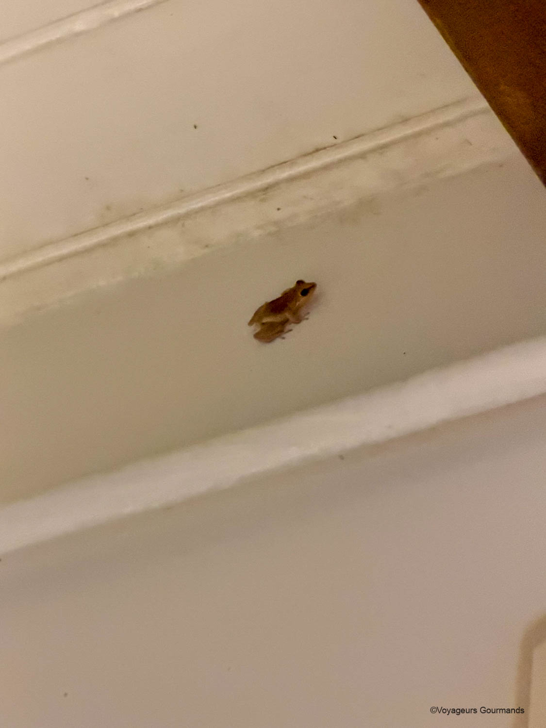 Rainette accrochée au plafond de la terrasse au Jardin des Colibris