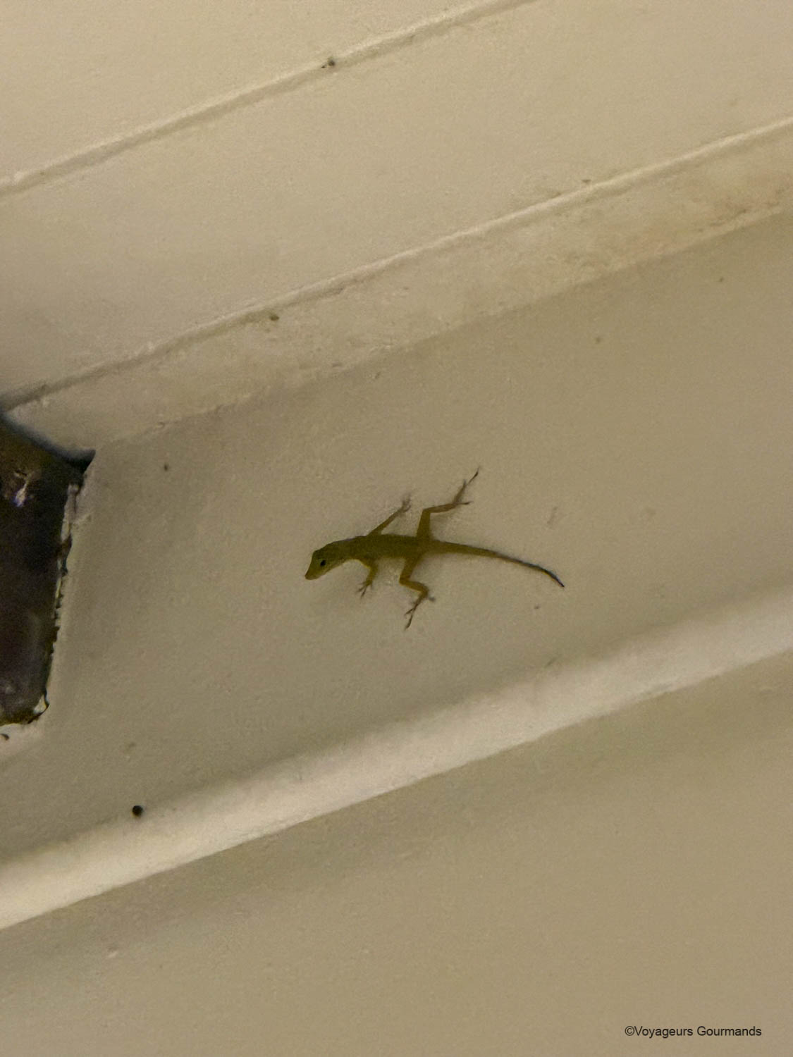 Lézard sur la terrasse du gîte au Jardin des Colibris