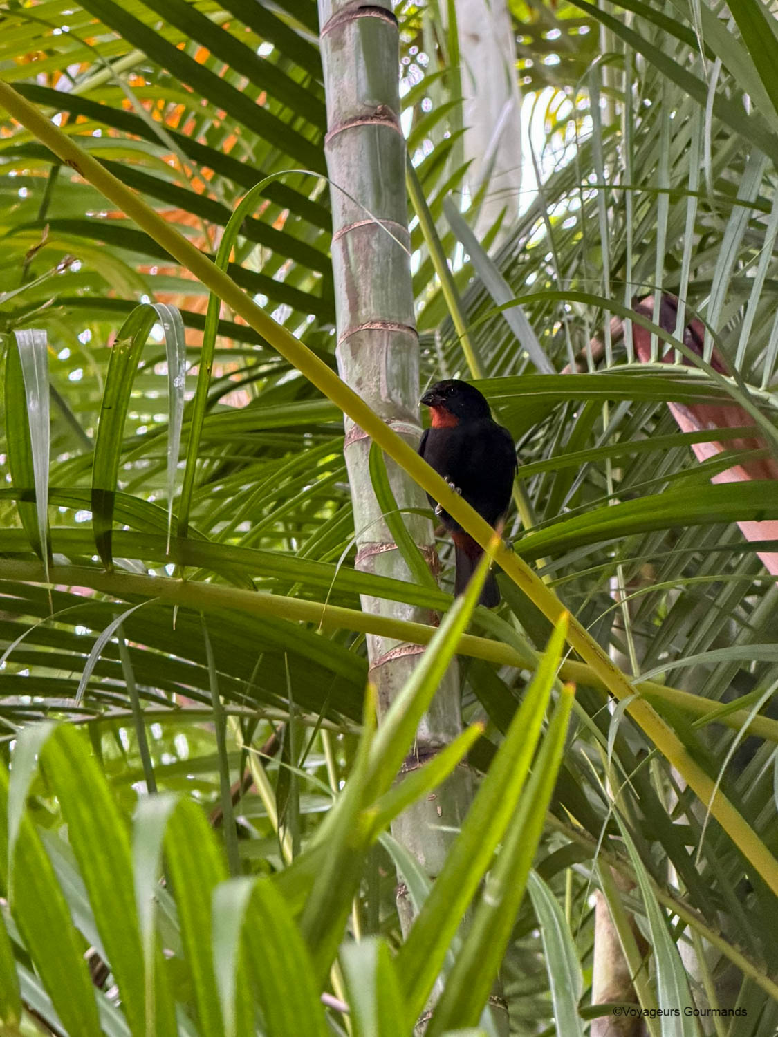 Oiseau dans les palmiers du Jardin des Colibris à Deshaies