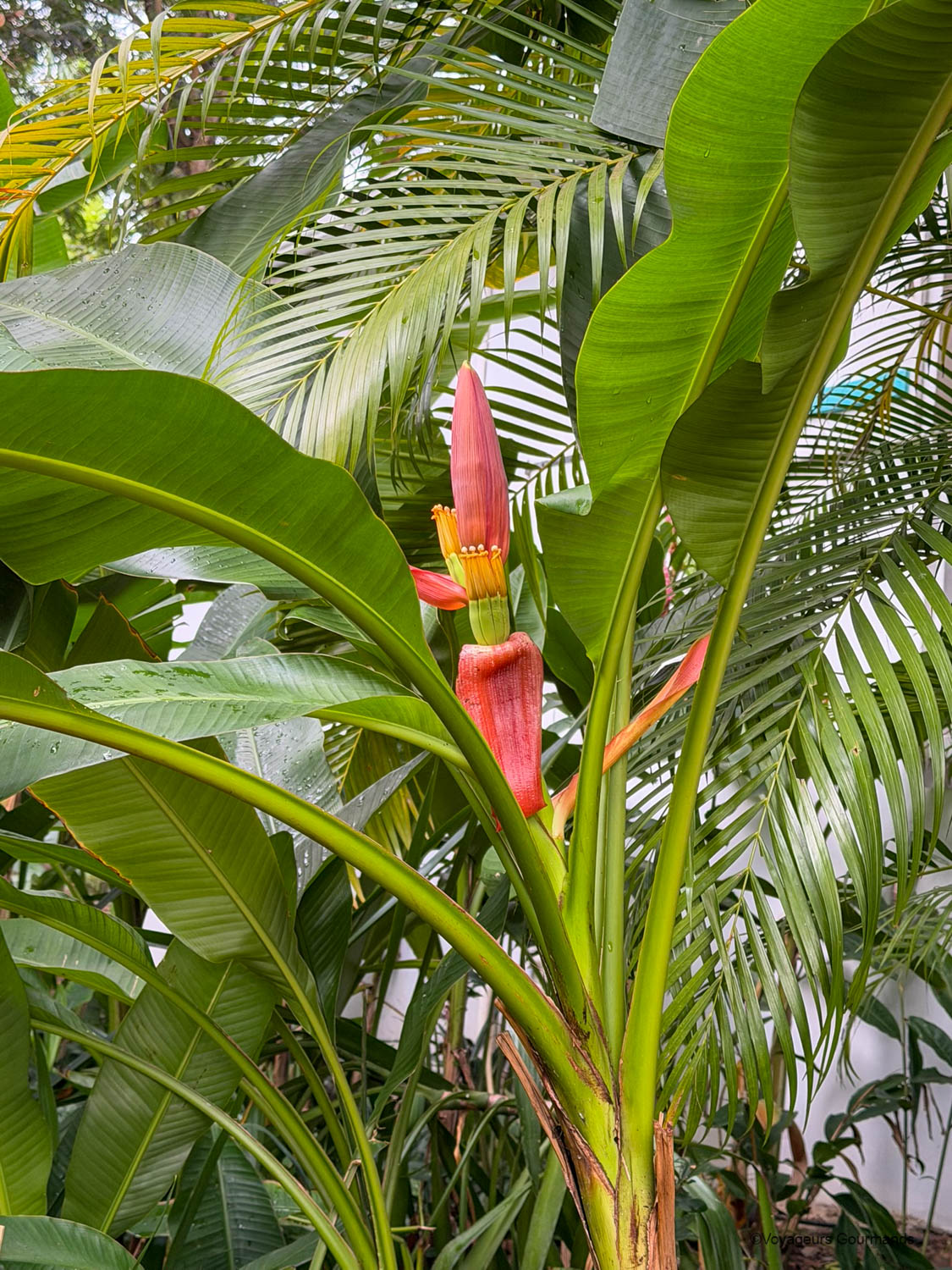Fleur de balisier dans le jardin tropical du Jardin des Colibris