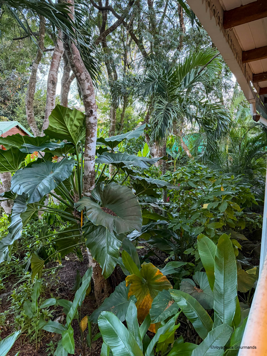 Végétation tropicale vue depuis la terrasse du Jardin des Colibris