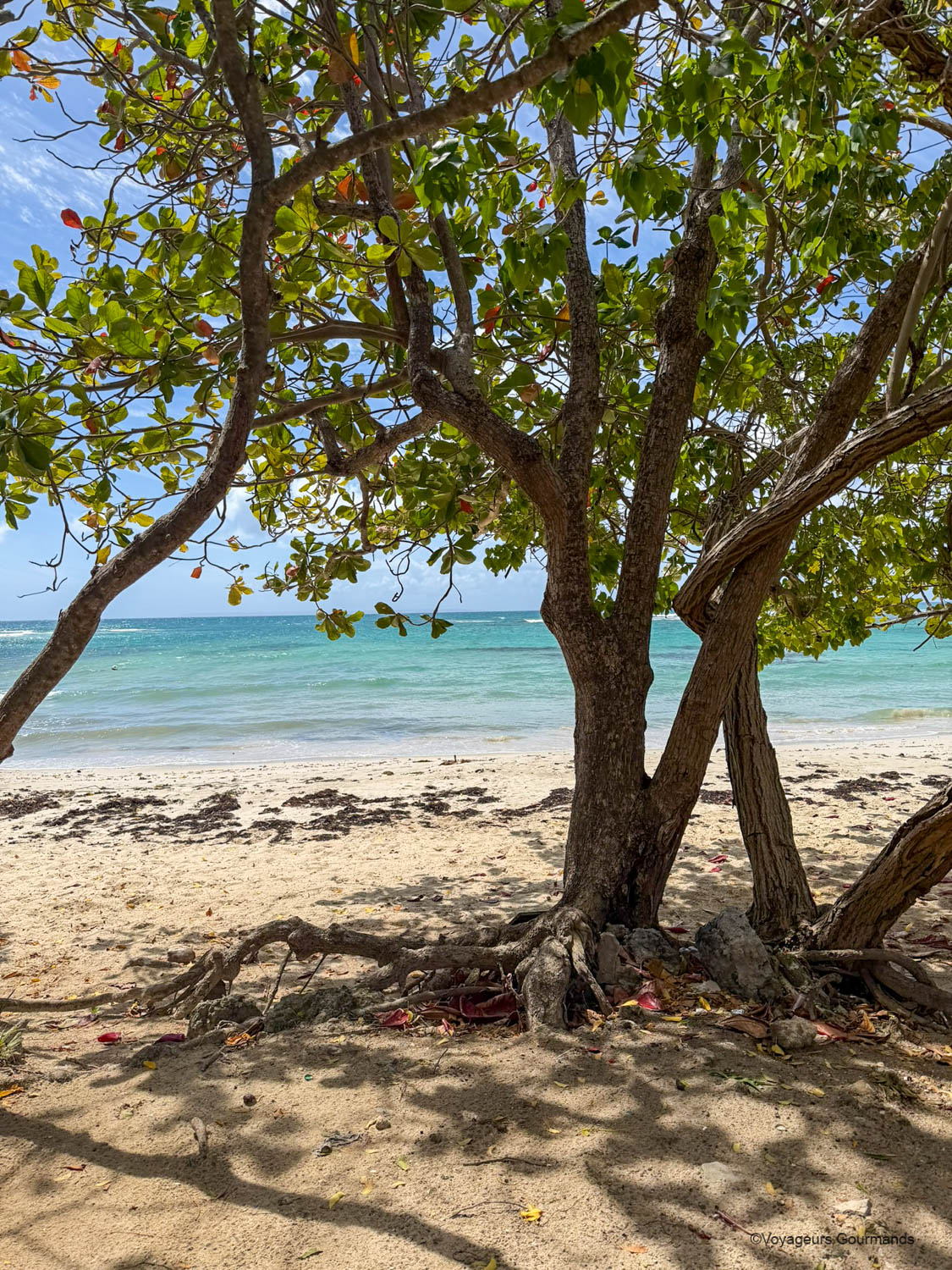 Sable blanc de la plage des Raisins Clairs en Guadeloupe