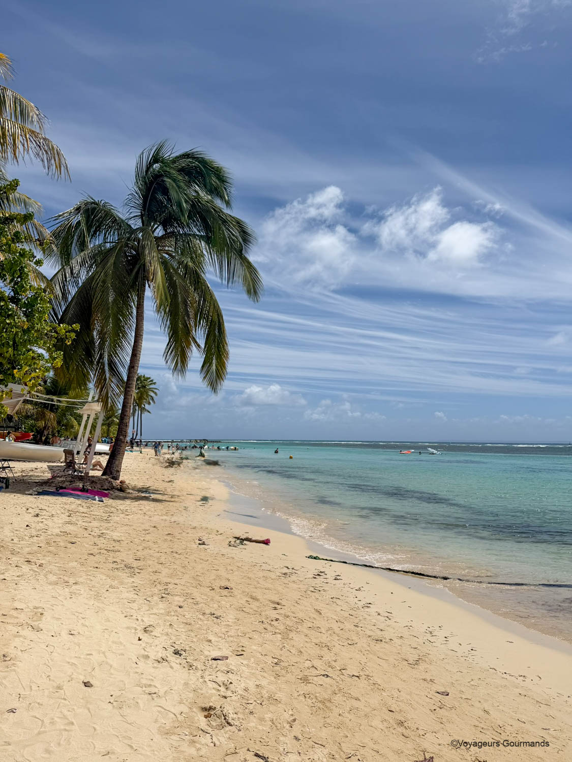 Cocotiers sur la plage du bourg de Sainte-Anne, Grande-Terre